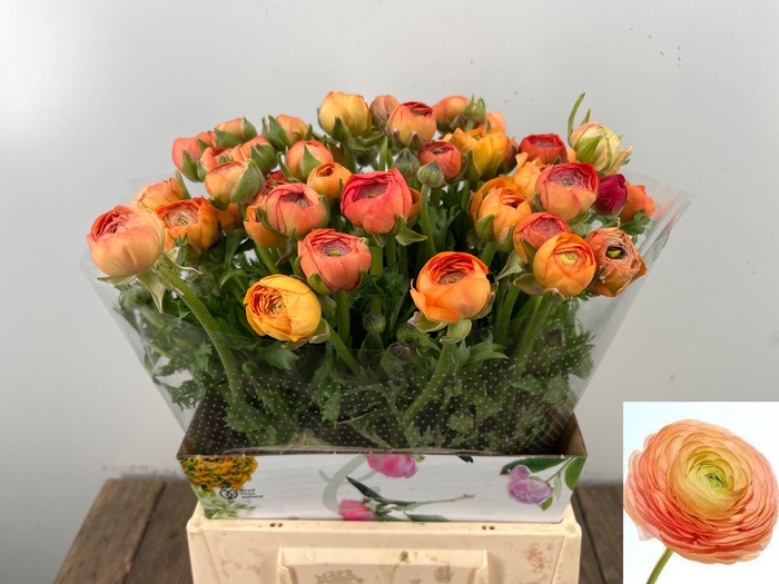 <h4>RAN EL SALMON</h4>