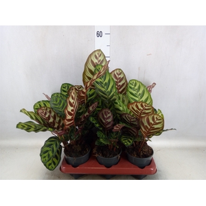 Calathea makoyana