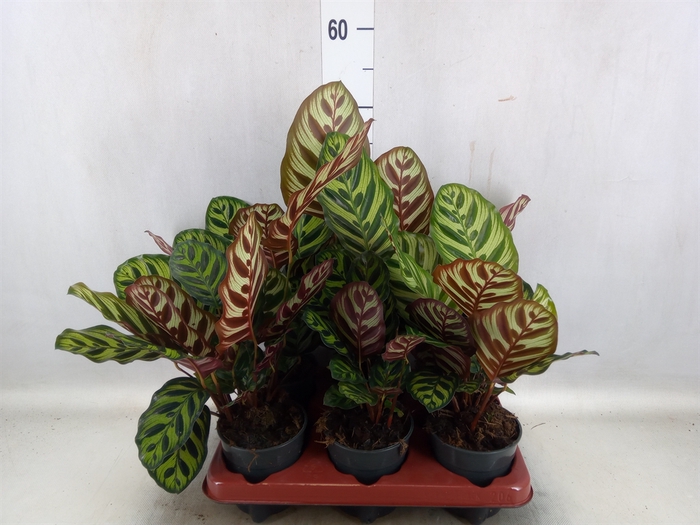 <h4>Calathea makoyana</h4>