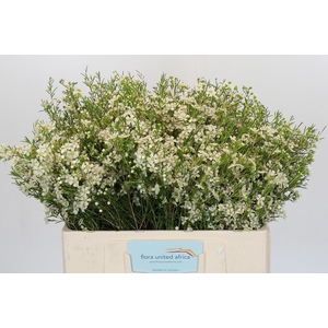 Chamelaucium Ofir