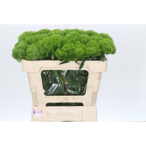 Dianthus Br Kiwi Mellow