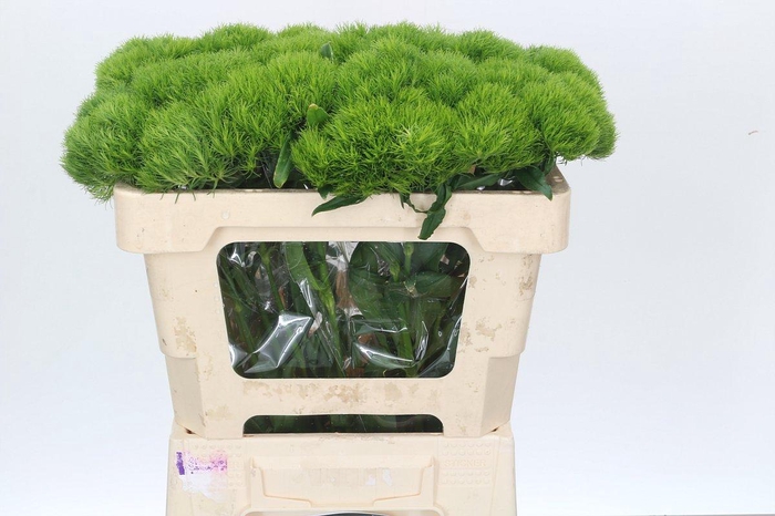 <h4>Dianthus Br Kiwi Mellow</h4>