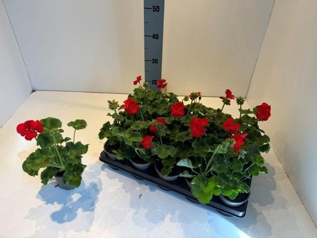 <h4>PEL ZON MIXK</h4>