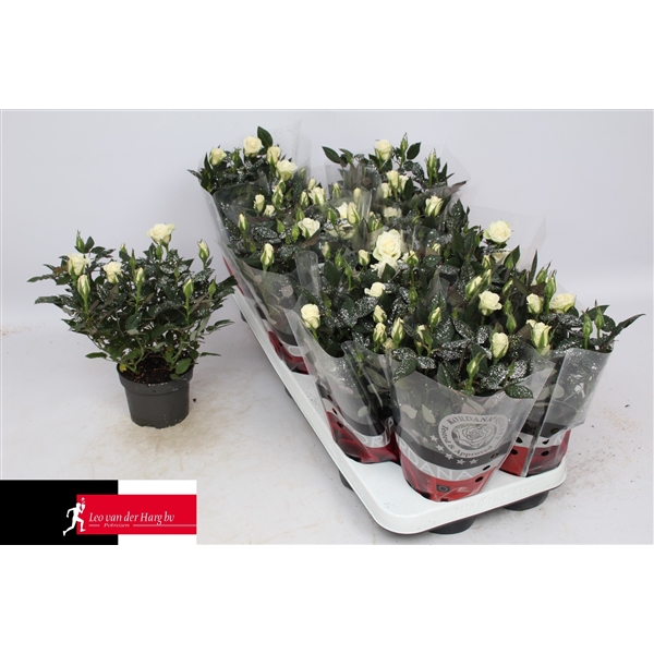 <h4>Rosa Kordana Alaska Glitter (Kerst)</h4>