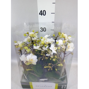 Phalaenopsis multi.   ...white