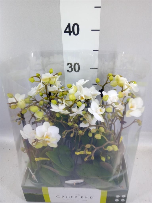 <h4>Phalaenopsis multi.   ...white</h4>