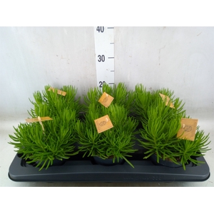 Senecio archeri 'Himalaya'