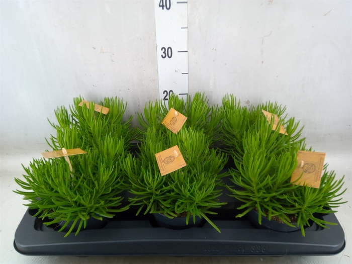 <h4>Senecio archeri 'Himalaya'</h4>
