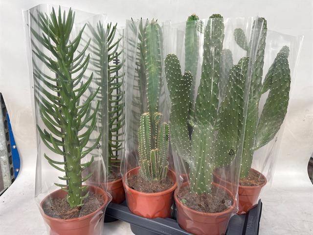 <h4>CACTUS GEM</h4>