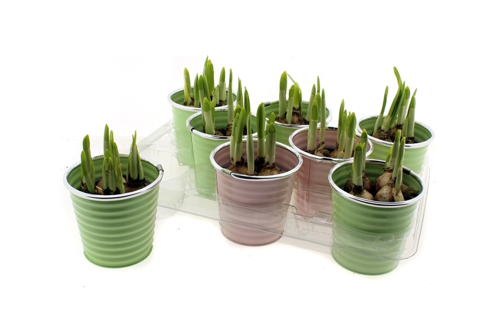 <h4>NARC O TETE A TETE</h4>