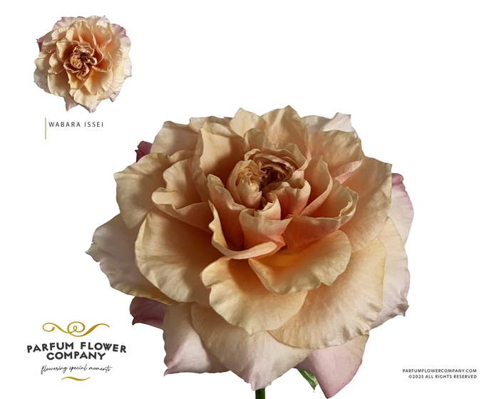 <h4>Rosa a Wabara Issei</h4>