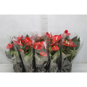 ANTHURIUM ESUDO P12