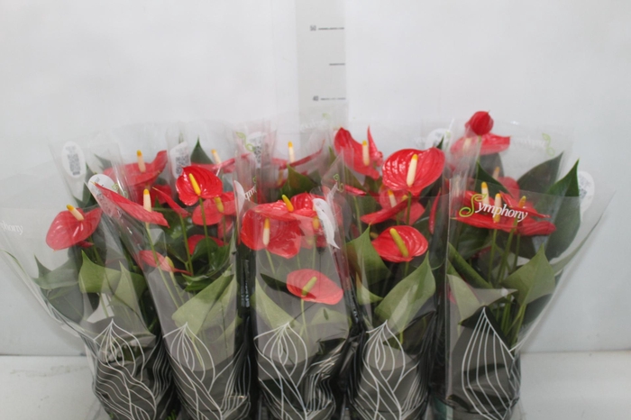 <h4>ANTHURIUM ESUDO P12</h4>