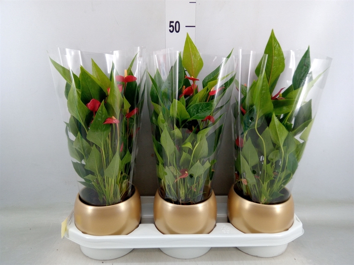 <h4>Anthurium andr. 'Mill Flowers Red'</h4>