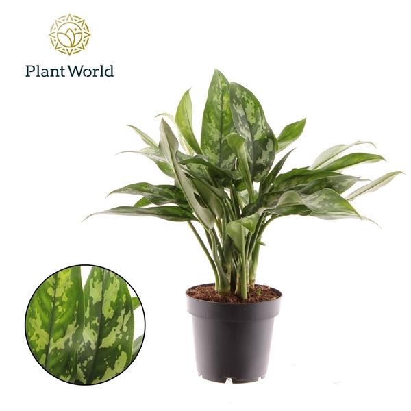 Aglaonema 'Maria'