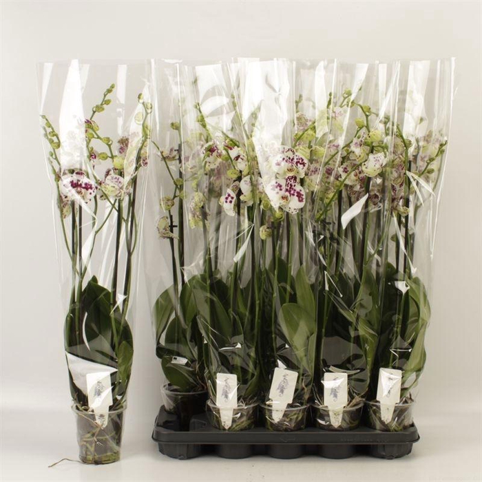 <h4>PHAL AN MARRAKESH</h4>