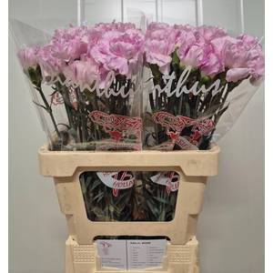 DI ST BRIDAL DAMASCU