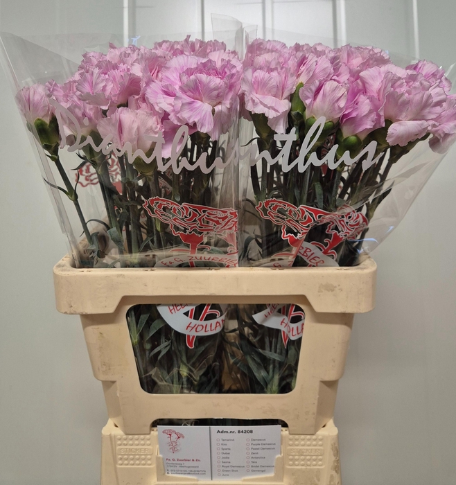 <h4>DI ST BRIDAL DAMASCU</h4>