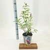 Buddleja