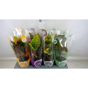 Codiaeum var. GR 'Excellent'