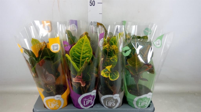 <h4>Codiaeum var. GR 'Excellent'</h4>