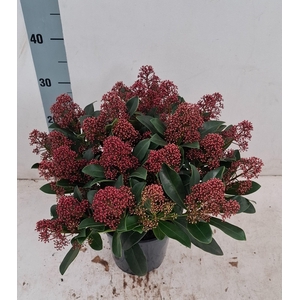 Rubella 17 cm 20+ bloem