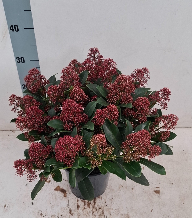 <h4>Rubella 17 cm 20+ bloem</h4>