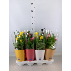 Zantedeschia   ...mix