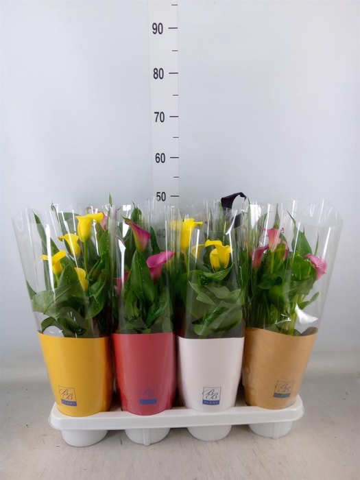 <h4>Zantedeschia   ...mix</h4>
