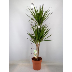 Dracaena marg.