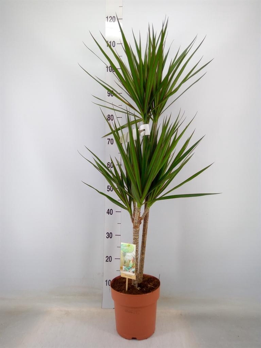 <h4>Dracaena marg.</h4>
