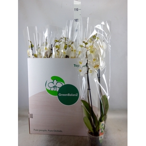 Phalaenopsis   ...white