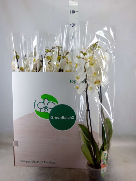 <h4>Phalaenopsis   ...white</h4>