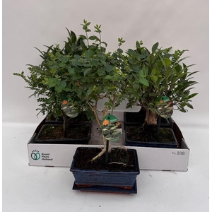 Bonsai Gem