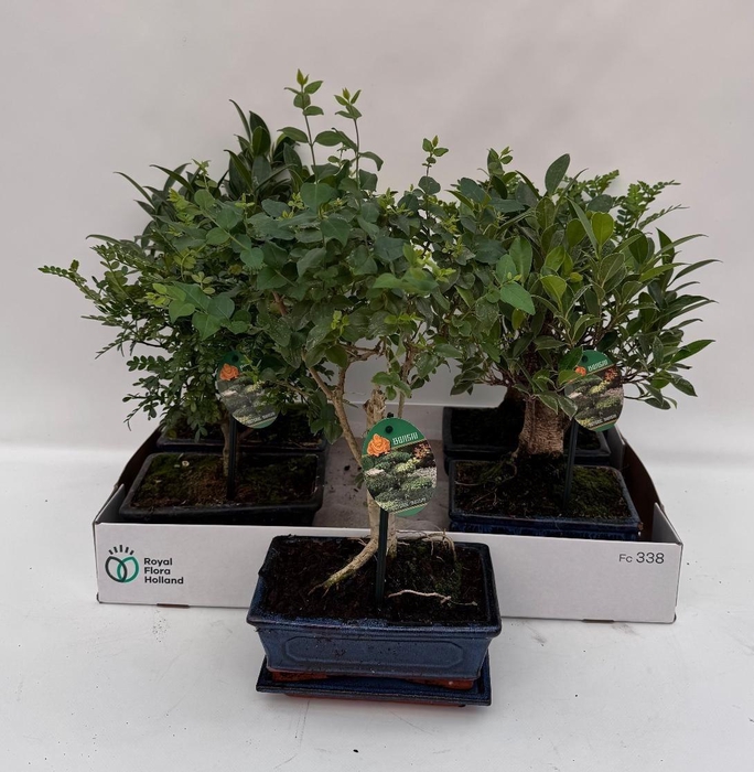 <h4>Bonsai Gem</h4>