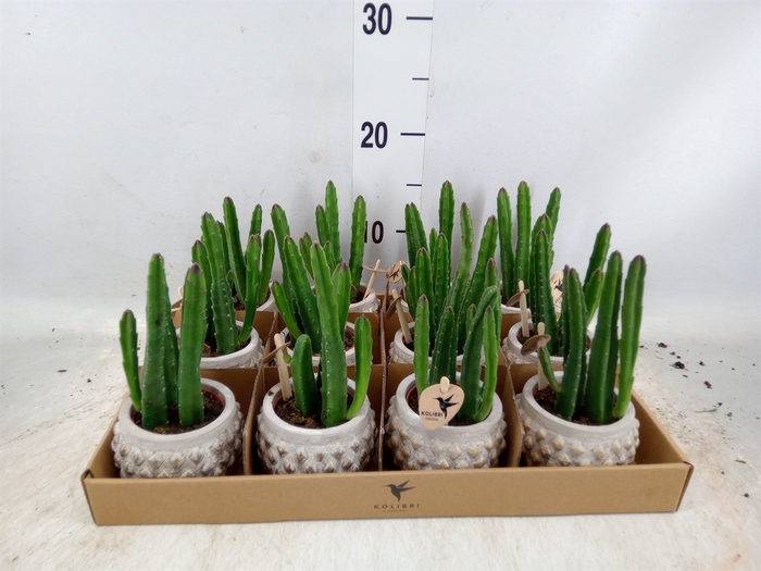 <h4>Stapelia leendertziae</h4>