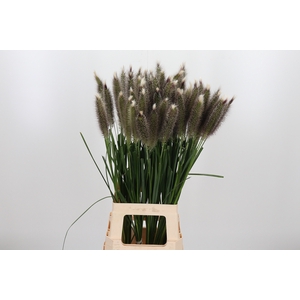 Pennisetum