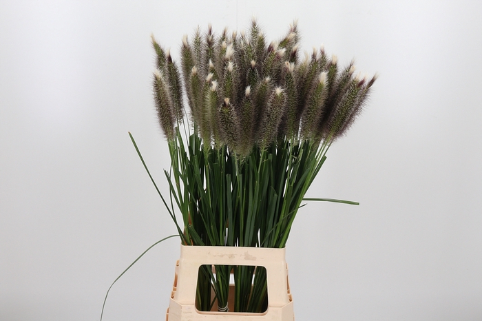 <h4>Pennisetum</h4>