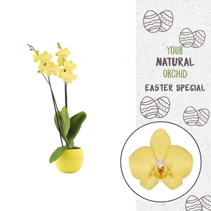 Your Natural Orchid | Savona in Lisa geel | Phalaenopsis 2 spike