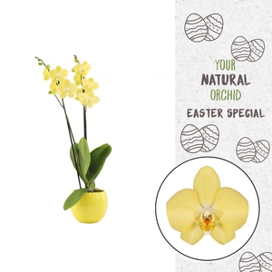 Your Natural Orchid | Savona in Lisa geel | Phalaenopsis 2 spike