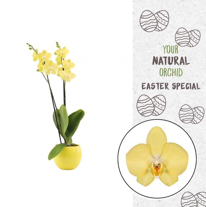 <h4>Your Natural Orchid | Savona in Lisa geel | Phalaenopsis 2 spike</h4>