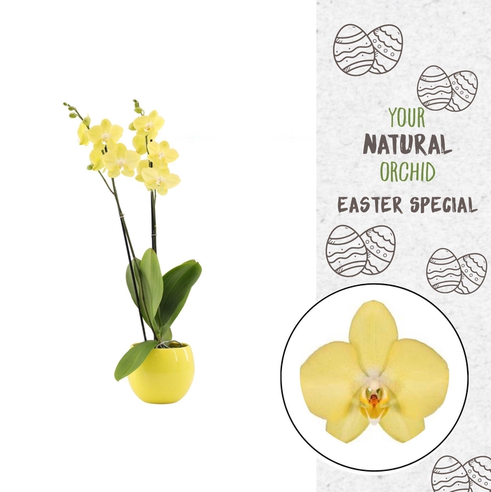 <h4>Your Natural Orchid | Savona in Lisa geel | Phalaenopsis 2 spike</h4>