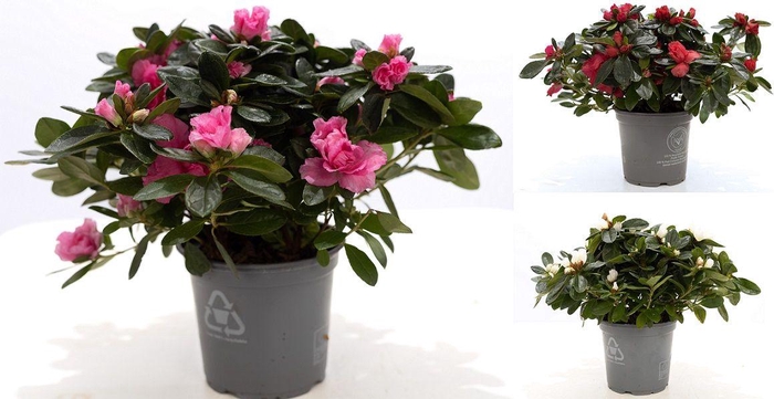 <h4>1st class Azalea mix P&PURE Collection</h4>