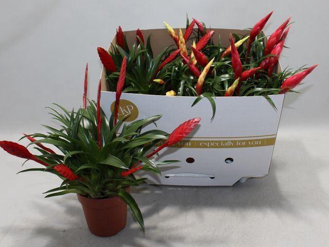 <h4>Vriesea  MF   ...mix 3</h4>