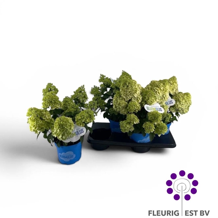 <h4>HYDR PA BLOOM NIMBUS</h4>
