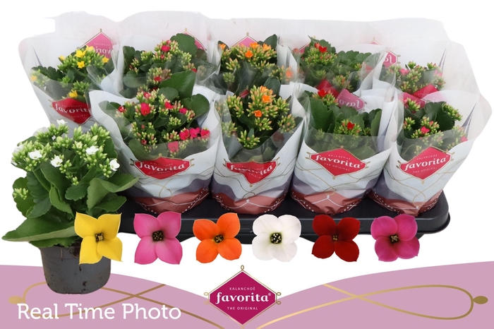 <h4>KAL EN GEM 6 KL</h4>