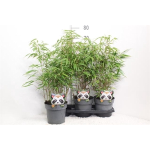 Fargesia rufa 19Ø 80cm