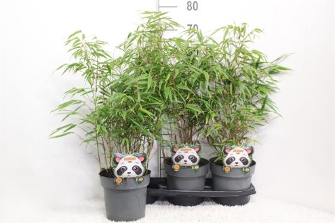 Fargesia rufa 19Ø 80cm