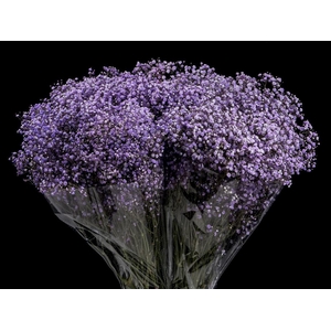 Gyps Xlence Lavander X25 40gr