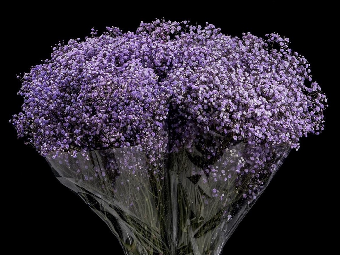 <h4>Gyps Xlence Lavander X25 40gr</h4>